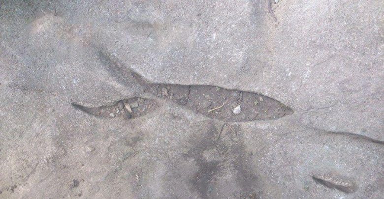 علامت ماهی در گنج یابی
